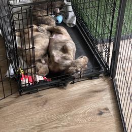 Dachshund Puppies from LovelylilDoxies