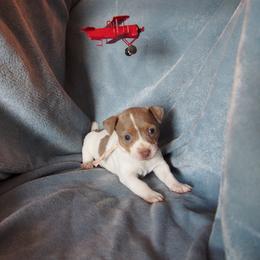 Amelia - Fawn and white female Teddy Roosevelt Terrier puppy in Carpenter, Wyoming from Wabbitfire Teddy Roosevelt Terriers