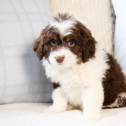 Sully - Red tri-color male Aussiedoodle puppy in Salem, Utah from Go West Mini Aussies