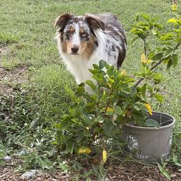 Lucy - Australian Shepherd
