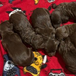 Boy 3 - Chocolate male Goldendoodle puppy in Phoenix, Arizona from Az Adorable Doodles
