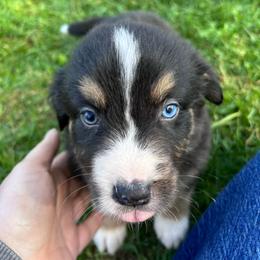 Dez - Black tri-color female Australian Shepherd puppy in Marshfield, Vermont from Discovery Hill Australian Shepherds