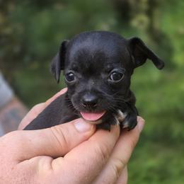 Gracie - Black female Chihuahua puppy in East Camden, Arkansas from RoyAl