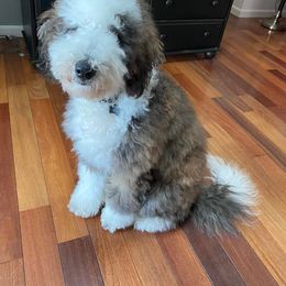 Goldendoodle, Poodle, and Sheepadoodle All Grown Up from Brewer's Goldendoodles & Sheepadoodles
