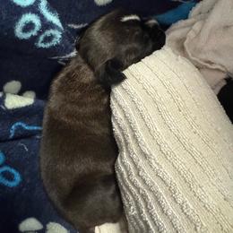 Miss Coral - Brindle female Boxer puppy in Searcy, Arkansas from St. John’s Boxer Butts