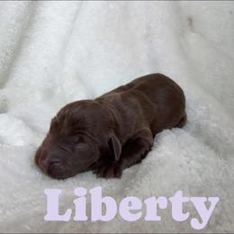 Liberty - Chocolate female Labrador Retriever puppy in Lucasville, Ohio from Backwoods Labradors