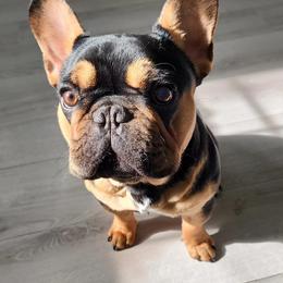 Bulldog and French Bulldog All Grown Up from Salem Bulldogs