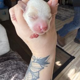 Girl 2 - Piebald female Dachshund puppy in Kelso, Washington from New Age Doxies