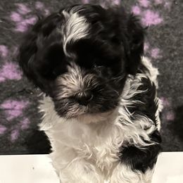 Havanese from Henry’s Havanese