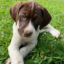 German Shorthaired Pointer Puppies from Thunder Mountain Gun Dogs