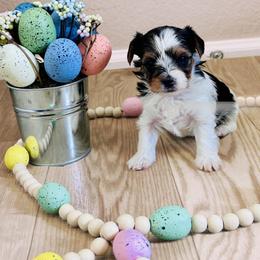 Girl 2 - Charting to be about 5lbs - Black tan and white female Biewer Terrier puppy in Litchfield Park, Arizona from Phoenix Golden Retriever & Biewer Terriers