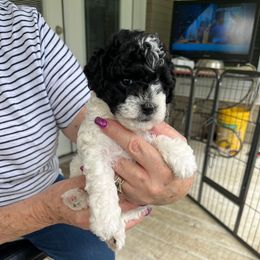 Starsky - Parti Poodle puppy in Lexington, Tennessee from Jm’s Precious Poodles