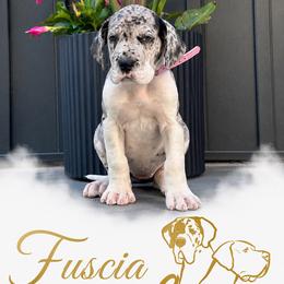 Fuscia - Mantle merle female Great Dane puppy in Liberty, New York from Catskills Greatest Danes