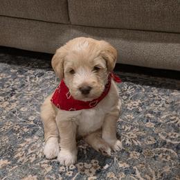 Beau-Star - Cream male Labradoodle puppy in Churchill County Fallon, Nevada from Card Family Ranch