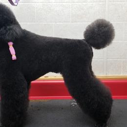 Biewer Terrier and Poodle Puppies from Dakota Ice Ice Baby Poodles