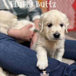 Cavalier King Charles Spaniels and Golden Retrievers from Fluffy Buttz