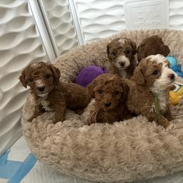 Poodle Puppies from Poodles 4 Life