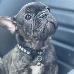 Crossaint - AKC FRENCHIE - Brindle male French Bulldog puppy in Spanaway, Washington from Beloved Frenchies