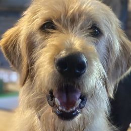 Teddy - Apricot Labradoodle puppy in Easley, South Carolina from Moore than Dogs