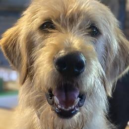 Teddy - Apricot Labradoodle puppy in Easley, South Carolina from Moore than Dogs