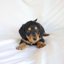 Max - Black and tan male Dachshund puppy in Fredericksburg, Ohio from William's Dachshunds