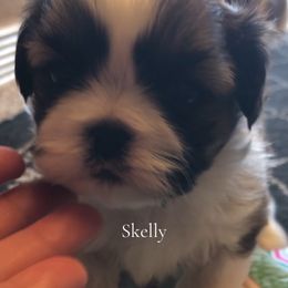 Skelly - Black gold and white male Shih Tzu puppy in Conway, Missouri from Stevens’ Hidden Acres