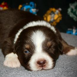 Ranger - Red tri male Miniature Australian Shepherd puppy in El Dorado Springs, Missouri from HP Aussie Kennels