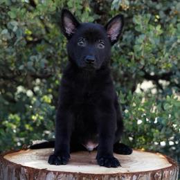 Knox - Black male German Shepherd puppy in Coarsegold, California from Yosemite Shepherds