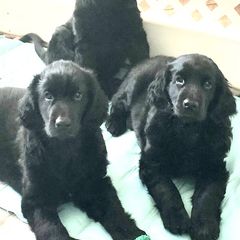 Flat-Coated Retrievers from StormWatch Flat-coated Retrievers