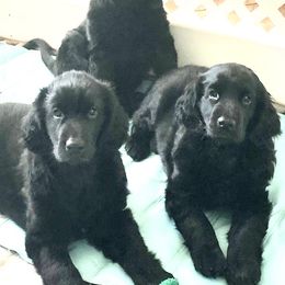 Flat-Coated Retrievers from StormWatch Flat-coated Retrievers