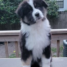 Australian Shepherd Puppies from Solace Australian Shepherds