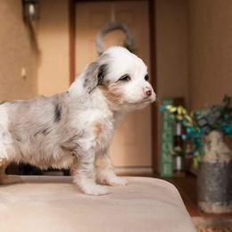 Aussiedoodle and Goldendoodle Puppies from Ever After Doodles Arizona
