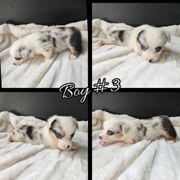 Boy 3 - Blue merle and white male American Corgi puppy in Natchitoches. La, Louisiana from Bleu Bayou Corgis