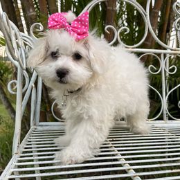 Lilly Rose - White Maltipoo puppy in Naples, Florida from Mary's Maltipoos