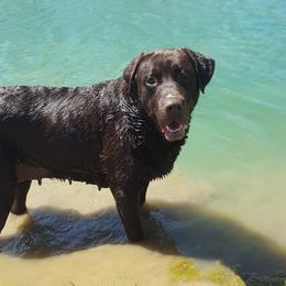Labrador Retrievers from Lost River Ridge Labradors