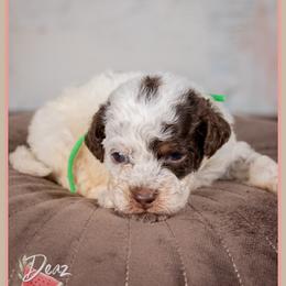 Wilson - Brown and white male Cockapoo puppy in Connersville, Indiana from Deaz Doodle Ranch