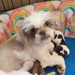 Gracie - Shih Tzu
