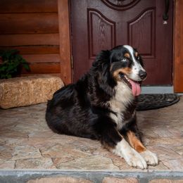 DARCEE - Australian Shepherd