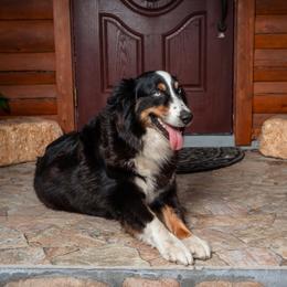 DARCEE - Australian Shepherd