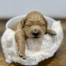 Elf - Apricot male Goldendoodle puppy in Kenansville, North Carolina from J+A Family Doodles