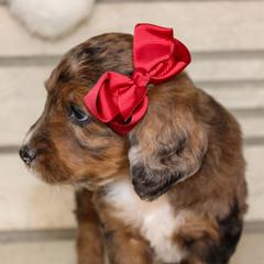 Australian Mountain Doodle, Australian Shepherd, Bernedoodle, Labradoodle, and Poodle Puppies from Island View Poodles & Doodles