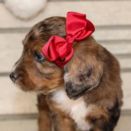 Australian Mountain Doodle, Australian Shepherd, Bernedoodle, Labradoodle, and Poodle Puppies from Island View Poodles & Doodles
