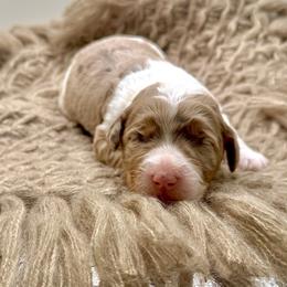 Skye - Red merle female Assorted Doodle Crosses puppy in Waco, Georgia from Huff Family Doxies & Doodles