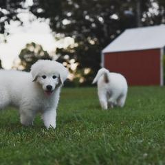 Border Collie, Bordoodle, and Maremma Sheepdog Puppies from 2J 2K Border Collies
