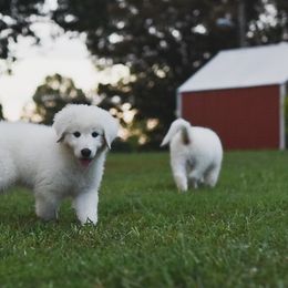 Border Collie, Bordoodle, and Maremma Sheepdog Puppies from 2J 2K Border Collies
