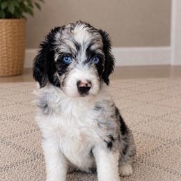 Puppy 3 - Blue merle female Aussiedoodle puppy in Yucaipa, California from Amazing Aussiedoodle and Double Doodles
