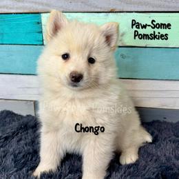 Chongo - White male Pomsky puppy in Krum, Texas from Paw-Some Pomskies