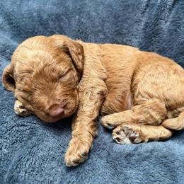(Chocolate) Chip, Blue Collar - Red  male Goldendoodle puppy in Valley Center, Kansas from The Goldendoodle Gal