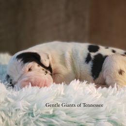 Great Dane Puppies from Gentle Giants of Tennessee Great Danes