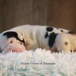 Great Dane Puppies from Gentle Giants of Tennessee Great Danes